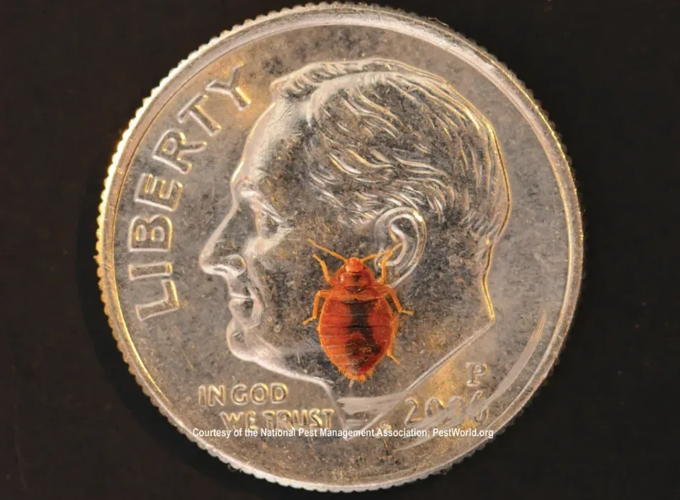 Bed Bug — Pest Control Bed Bug — Pest Control