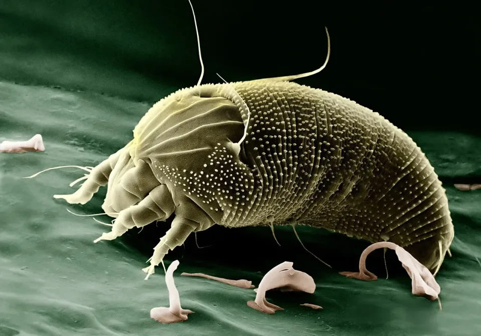 Clover Mite — Pest Control