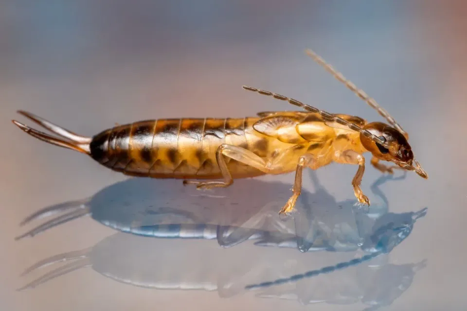 Earwig — Pest Control Earwig — Pest Control