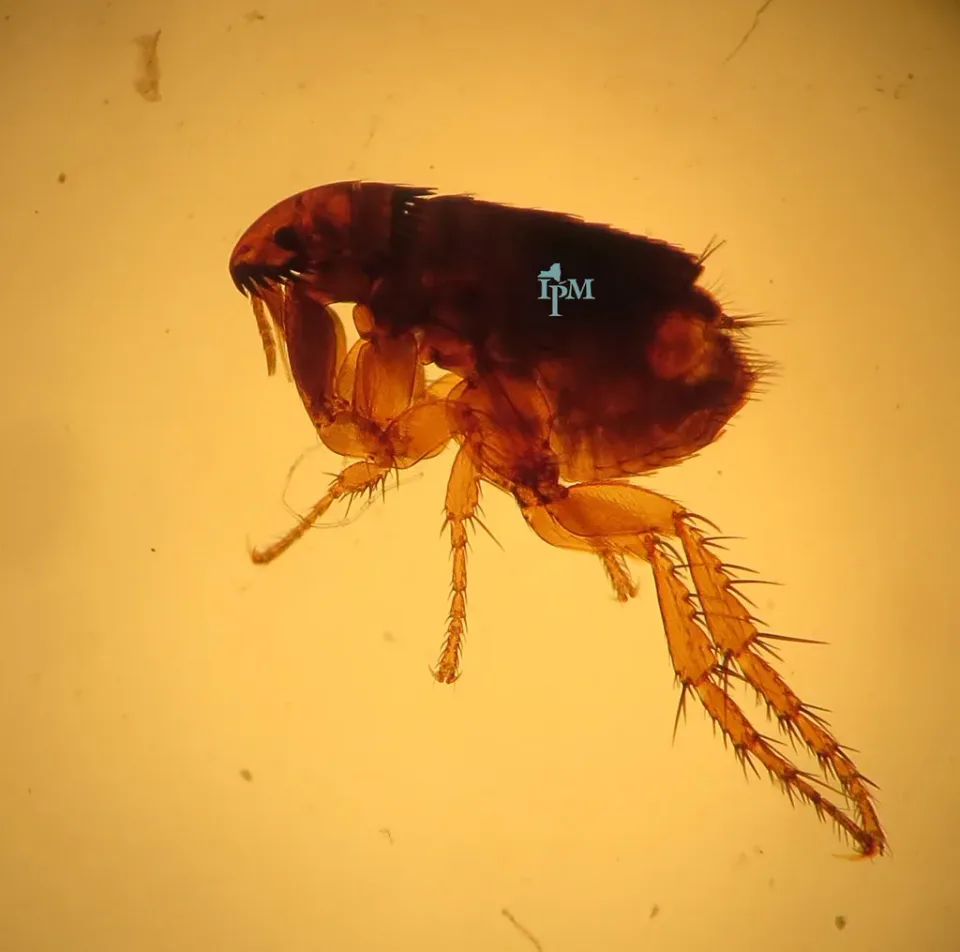 Flea — Pest Control
