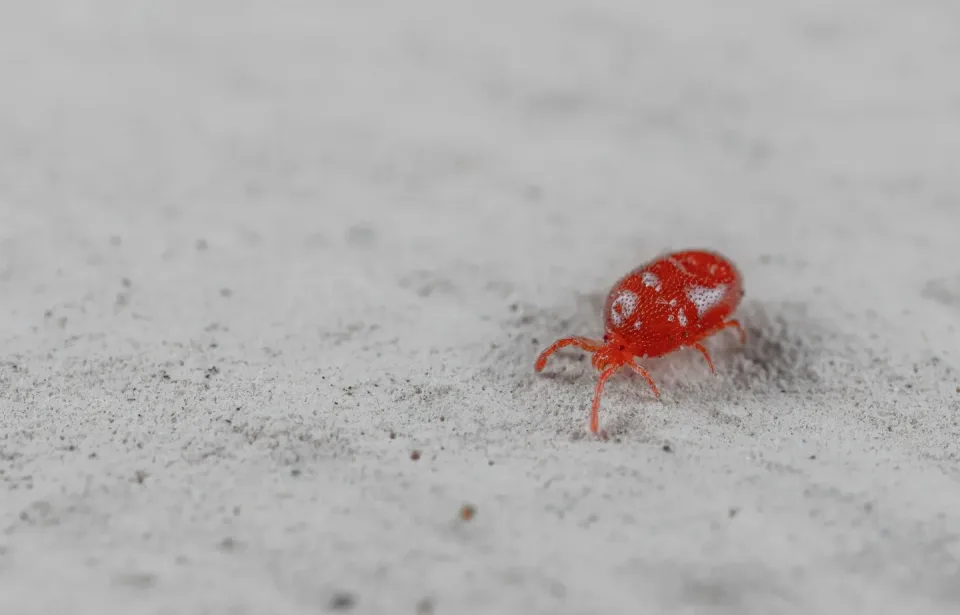 Red Velvet Mite — Pest Control