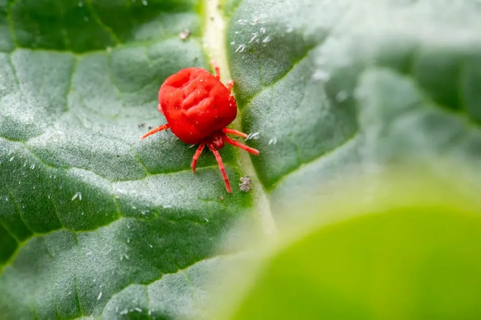 Red Velvet Mite — Pest Control