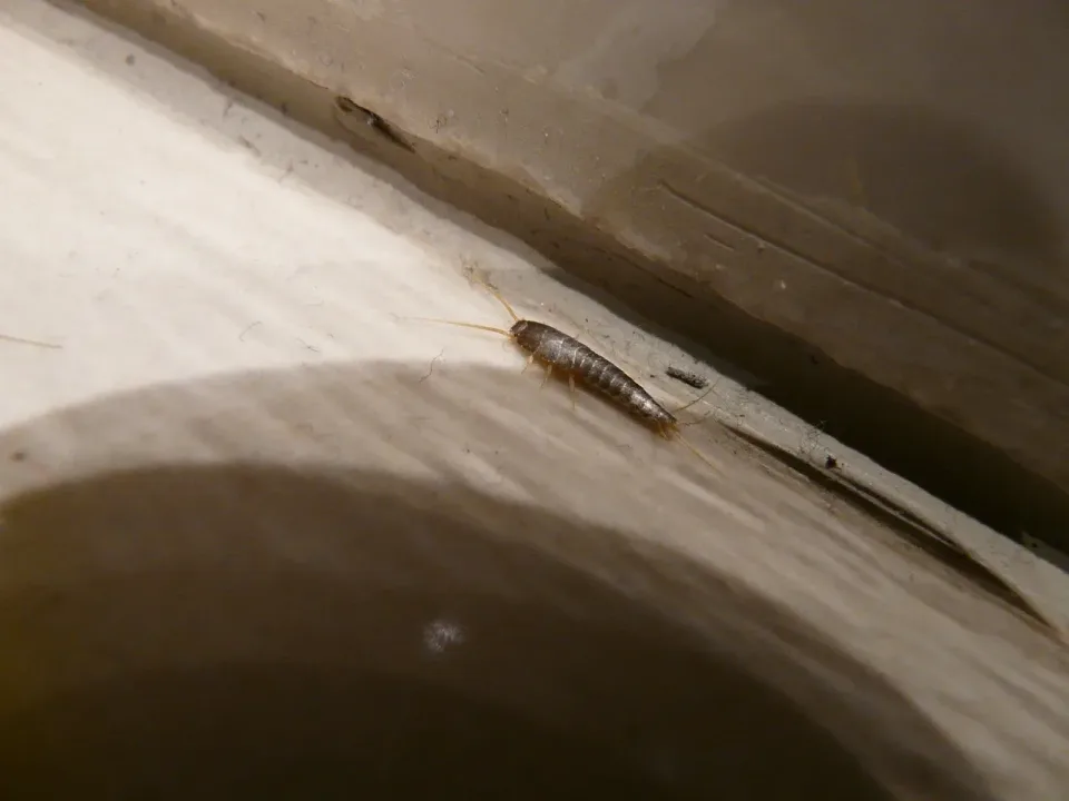 Silverfish — Pest Control Silverfish — Pest Control
